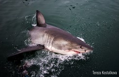 Sama mezi žraloky - Práce se žraloky v JAR(Tereza Koštálová)