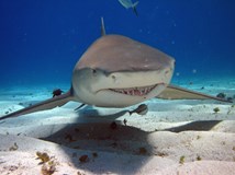 Shark tale - mýty a příběhy o žralocích (Daniela Koteková)