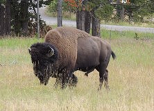 USA: Yellowstone, prérie a Indiáni