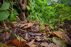 Hadí safari v Ugandě