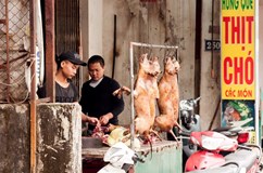 Vietnam - země jednostopých vozidel