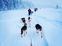 Laponsko – ze dne na den arktickým průvodcem (Martin Vlk)