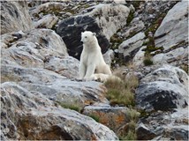 Špicberky: do Arktidy za ledním medvědem