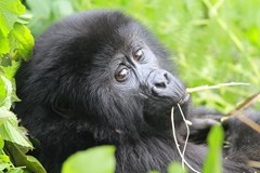 Uganda - Perla subsaharské Afriky