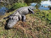 Z Miami na Karibské ostrovy