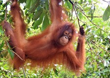 Borneo – od Lovců lebek až po právo Šaría (Marek Kovář)