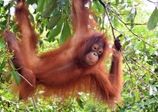 Borneo – od Lovců lebek až po právo Šaría (Marek Kovář)