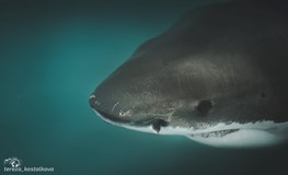 Sama mezi žraloky - Práce se žraloky v JAR-Tereza Košťálková
