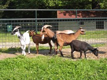 Vstupenka do parku se zvěřincem a oborou