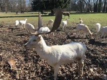 Vstupenka do parku se zvěřincem a oborou