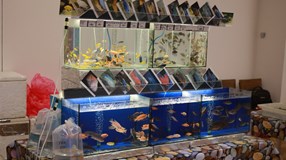 Burza rybiček - prodejní výstava akvarijních ryb