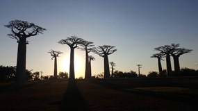 Madagaskar - Země krále Jelimána I Hradec Králové