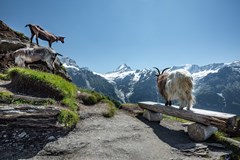 ONLINE: Švýcarsko – tipy ze země helvétského kříže