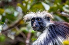 ONLINE: Tanzanie se zebrami pod hvězdami (Jan Papež)