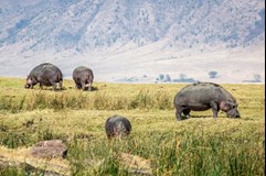 ONLINE: Tanzanie se zebrami pod hvězdami (Jan Papež)