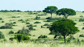 ONLINE: Uganda – po stopách horských goril (David Šrámek)