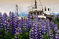 ONLINE: Aljaška – divoká a krásná země! (Miloslav Martan)