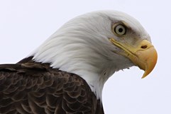 ONLINE: Aljaška – divoká a krásná země! (Miloslav Martan)