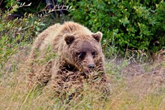 ONLINE: Aljaška – divoká a krásná země! (Miloslav Martan)