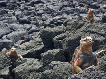 ONLINE: Galapágy s biologem (Hanka Svobodová)