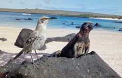 ONLINE: Galapágy s biologem (Hanka Svobodová)