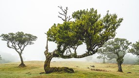 ONLINE: Madeira (aneb dá se cestovat i v době koronaviru)