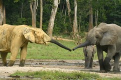 ONLINE: Zachraňuji slony v Africe (Arthur F. Sniegon)