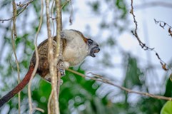 ONLINE: Tři měsíce v Panamě (Anna Mullerová)