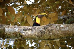 ONLINE: Tři měsíce v Panamě (Anna Mullerová)