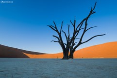 ONLINE: Divoká zvířata a krajina Namibie (Jan Miklín)