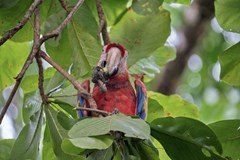 ONLINE: Kostarika - skryté kouty exotického ráje (Mullerová)
