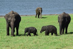 ONLINE: Srí Lanka - ostrov slonů a čaje (Marek Kovář)