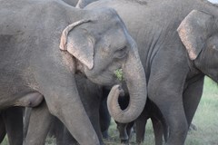 ONLINE: Srí Lanka - ostrov slonů a čaje (Marek Kovář)