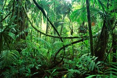 ONLINE PRO DĚTI: Život v džungli