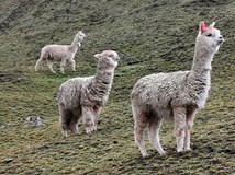 ONLINE: 4000 kilometrů pěšky napříč Peru (Jan Rendl)