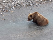 ONLINE: Aljaška - země polární záře a medvědů grizzly