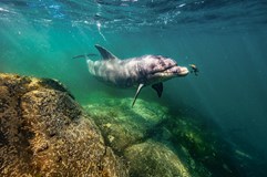 IRSKO - s dronem nad útesy a potápění s delfíny (P. Juračka)
