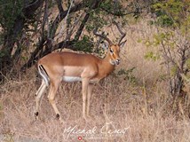 ONLINE: JAR - Kruger park a potápění se žraloky (M. Černý)