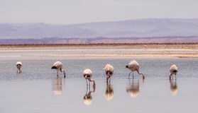 ONLINE: Peru a Atacama (Vojtěch Lhotský)