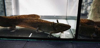 Burza rybiček - prodejní trhy akvarijních ryb