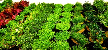 Burza rybiček - prodejní trhy akvarijních ryb