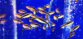 Burza rybiček - prodejní trhy akvarijních ryb