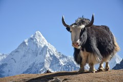 ONLINE: Nejkrásnější Nepál a výstup na Mera Peak (M. Hájek)