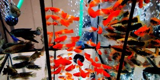Burza rybiček - prodejní výstava akvarijních ryb