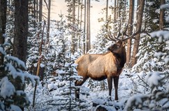 KANADA V DOBĚ COVIDU - Rok v Rockies