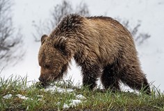 KANADA V DOBĚ COVIDU - Rok v Rockies