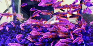 Burza rybiček - Prodejní trhy akvarijních ryb
