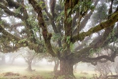 ONLINE: Madeira – ostrov nekonečných možností (J. Troupová)