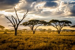 ONLINE: Tanzanie a Zanzibar (Karel a Jana Wolfovi)