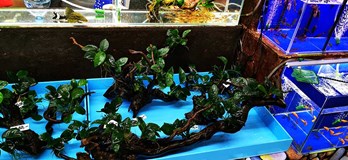 Burza rybiček - Prodejní trhy akvarijních ryb